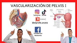 Irrigación pelvis anatomía arteriailiaca arteriailiacainterna arteriavaginal arteriaglutea [upl. by Annayat]