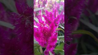 Celosia Argentea Plumosa ❤️INTENZ DARK PURPLE❤️ flores flowers nature [upl. by Ttihw]