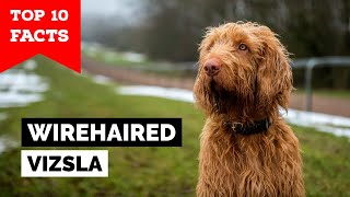 Wirehaired Vizsla  Top 10 Facts [upl. by Prakash689]