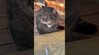 ✨😊Два важных урока barsik catvideos cat [upl. by Jurgen13]