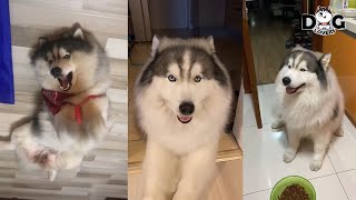 Alaskan Malamute Cute Videos Compilation [upl. by Valorie]