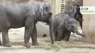 Een gitzwarte dag hier in ZOO Planckendael  we rouwen om het verlies van olifant Qiyo [upl. by Nyladnarb]