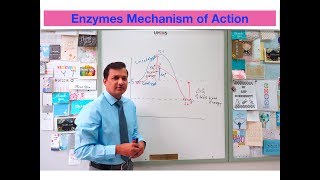 Mechanism of Enzyme Action [upl. by Maclaine]