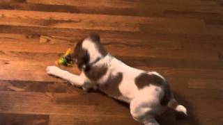 Crazy Brittany Spaniel Puppy [upl. by Mellins]