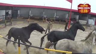 घोड़ों की जोरदार लड़ाई  Horse Fight  Horse Battle  Nagpur Horse Riding Club  NAFS Nagpur [upl. by Eltsyrk339]