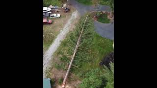 Lightning strike blew through this tree arborist treecare [upl. by Aufa]