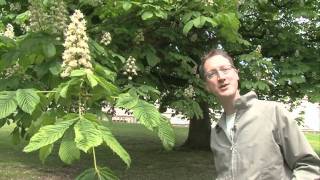 The Conker Tree Horse Chestnut [upl. by Garvin]