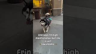 Erin is low income husky dogvideo funnydog funnyvideo dogparent siberianhusky [upl. by Cleave]