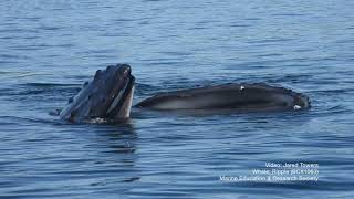 Snippet New humpback whale fishing tactic—pretending to be a pond [upl. by Hendel110]