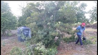 Pruning Sapodilla Tree Manilkara zapota  Making it Higher [upl. by Charmion377]