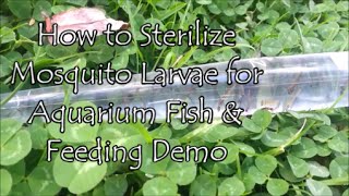 How to Sterilize Mosquito Larvae for Aquarium Fish amp Feeding Demo [upl. by Archy228]