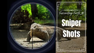 Sniper kills Komodo Dragon  Sniper shoot viralvideo nationalgeographic youtubevideo [upl. by Nnayar]