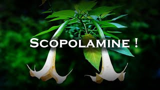 Scopolamine  Worlds Most Dangerous Drug [upl. by Marnia]