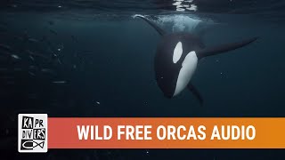 Wild free orcas audio sound  Kapr Divers  December 2018 [upl. by Karl]