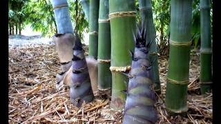 Dendrocalamus Giganteus Time Lapse 2012 [upl. by Yecnahc393]