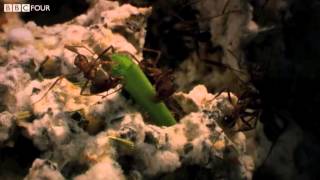 Grasscutter Ants Cultivating Crops  Insect Worlds  Episode 2 Preview  BBC Four [upl. by Voccola]