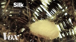 How silkworms make silk [upl. by Enoitna]