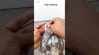 how to pigeon ring making pigeonpigeon birds [upl. by Enrika]