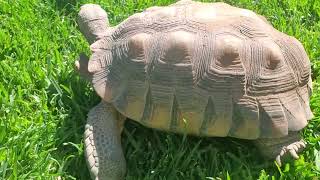 Just a Tortoise Eating Some Grass 🐢 [upl. by Nyrem]