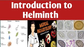 Introduction to Helminth nematodes roundworms cestodes and trematodes Amharic Tutorial [upl. by Talie224]