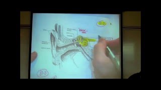 THE EAR the Anatomy amp Physiology of Hearing by Professor Fink [upl. by Suoivatram]