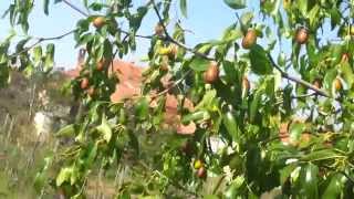 Jujube fruit najbolje sorte [upl. by Maridel]