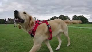 Luca and Libby at the Park meeting dogs 21072023 [upl. by Alram]