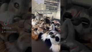 Underrated masks I own therian therianmask theriangear furry fursuit furries crafts diy [upl. by Elburt]