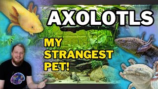 AXOLOTLS All Beginner Questions Answered Tank setup Feeding Tankmates and more [upl. by Daune]