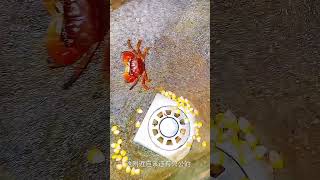 Are these red bugs poisonous 2 [upl. by Trueblood]