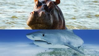 Shark vs Hippo [upl. by Mannos308]