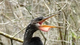 Anhinga Calling FYV [upl. by Anselmi921]