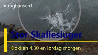 Stor skallesluger Juni 2021 [upl. by Easlehc]