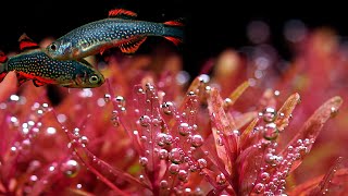 Rotala Rotundifolia Hra And Fish Feeding [upl. by Niddala871]