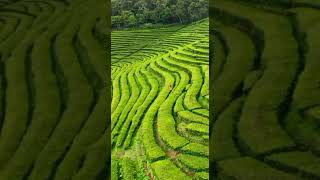 Chá Gorreana Tea Plantation Azores Portugal 🇵🇹 [upl. by Kone71]