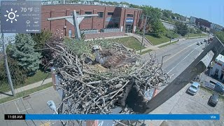 52224  お母さんの下から1羽の雛が🐥🐥（zoom） Osprey Cam Live Patchogue NY [upl. by Coltun]