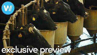 THE MILK SYSTEM The hidden costs and consequences of global dairy production  Exclusive preview [upl. by Ahsilat]