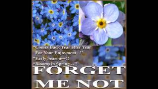 FRENCH FORGET ME NOT Myosotis sylvatica FLOWER SEEDS on wwwMySeedsCo [upl. by Erde]