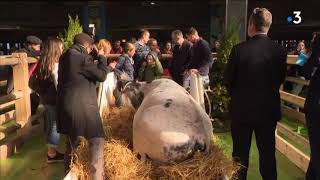 Salon de lAgriculture 2019  larrivée de la vache nordiste Imminence à Paris [upl. by Shaia]