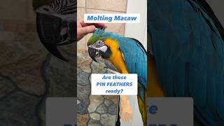 Are These Pin Feathers Ready Macaw Molting parrot bird [upl. by Candie833]