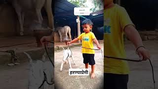 या लहान हरण्याप्रेमी मुलाचा video होतोय viral harnya kolhapur bail viralshort [upl. by Anabella]