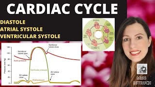 Alevel CARDIAC CYCLE Diastole atrial systole ventricular systoles the pressure volume changes [upl. by Margaux]