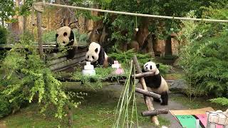 2 ans des jumelles panda Yuandudu et Huanlili [upl. by Irra]