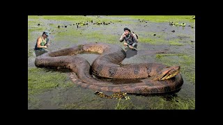 Meet the 10 biggest snakes in the world [upl. by Elinor997]