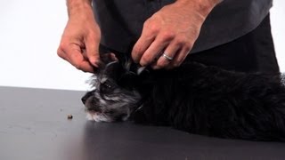 How to Teach Puppy to Accept Touching  Puppy Care [upl. by Feucht]