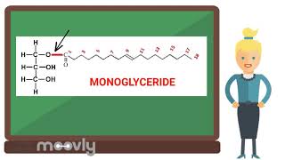 Les lipides 2  GLycérides phospholipides [upl. by Aspa567]