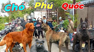 Chợ phiên 311 có quá nhiều chó mèo cảnh đẹp [upl. by Ainsley]