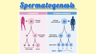 Spermatogenesis explained in most👍 easy way [upl. by Navert]