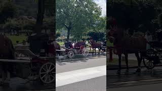 Interlaken Horsedrawn carriage rides shorts travel interlaken switzerland [upl. by Tammy87]