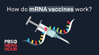 How do mRNA COVID19 vaccines work [upl. by Narhem174]